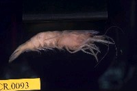 藏品(粗糙沼蝦)的圖片